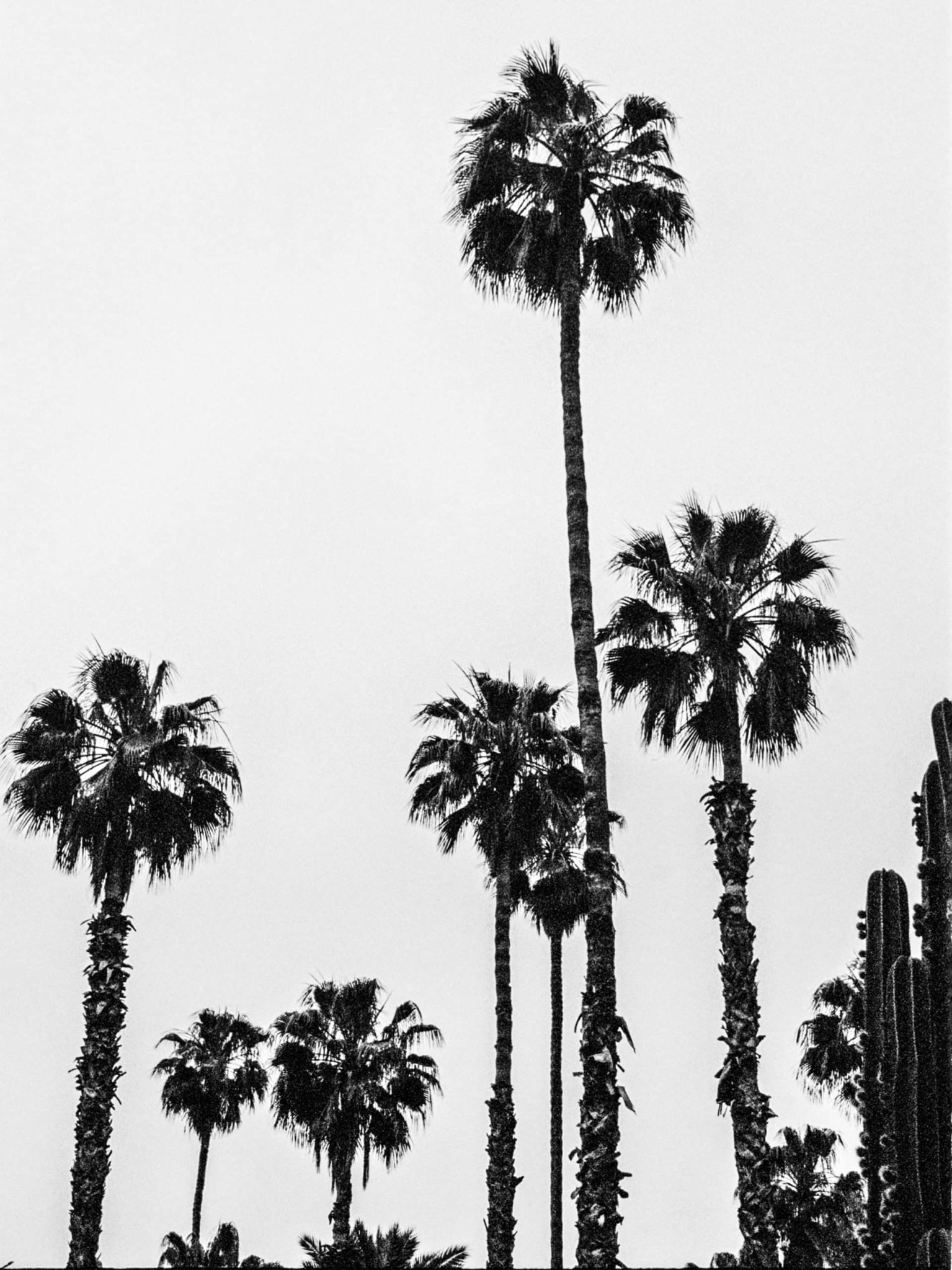 Black & White Palmtrees – Victoire Eouzan